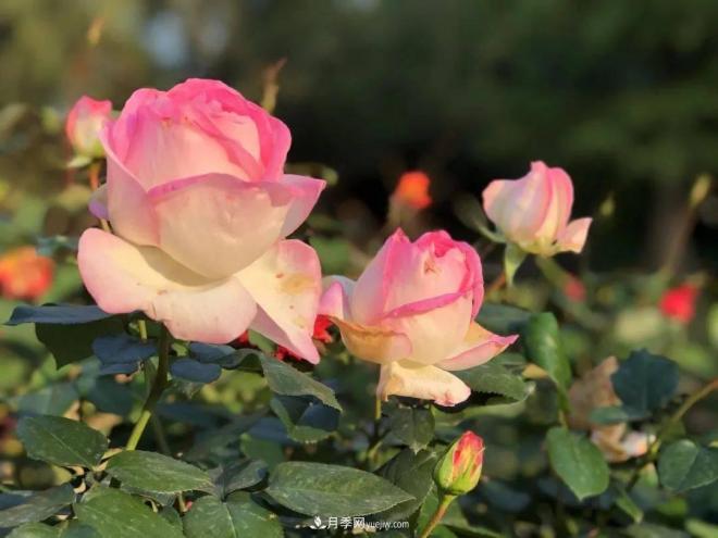 秋日暖陽花盛開，來上海濱江森林公園看金秋***美月季花(圖6)