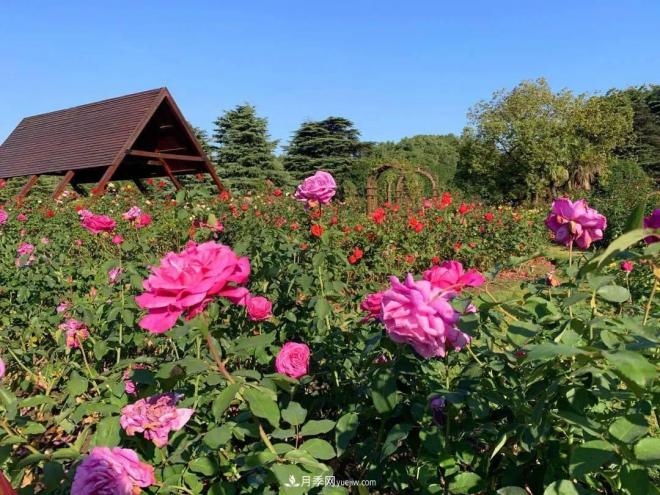 秋日暖陽花盛開，來上海濱江森林公園看金秋***美月季花(圖5)