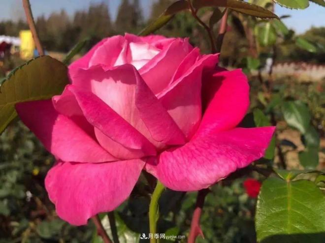 秋日暖陽花盛開，來上海濱江森林公園看金秋***美月季花(圖7)