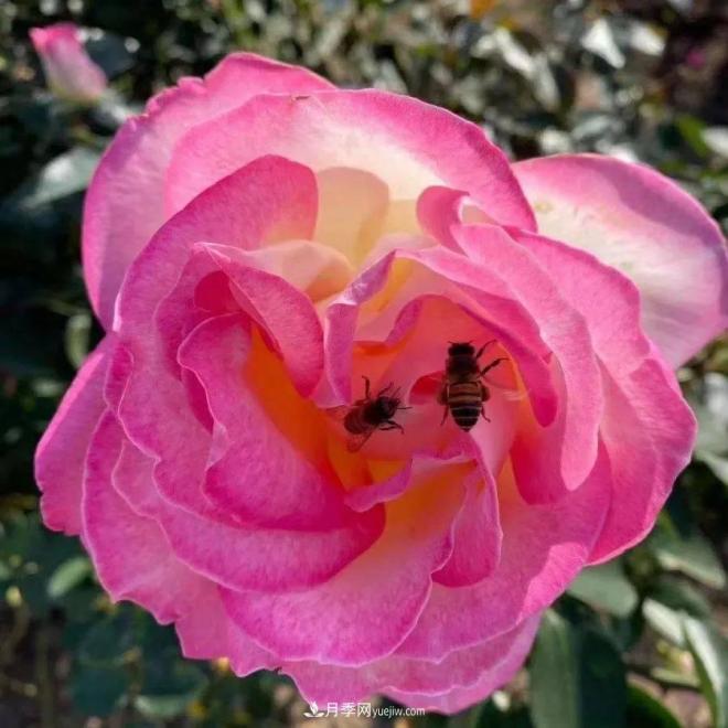 秋日暖陽花盛開，來上海濱江森林公園看金秋***美月季花(圖8)