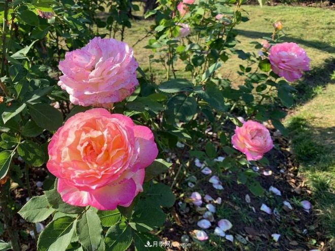 秋日暖陽花盛開，來上海濱江森林公園看金秋***美月季花(圖10)