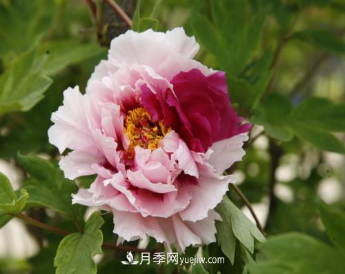 芍藥、牡丹、月季的區(qū)別？科學(xué)修剪辦法(圖1)