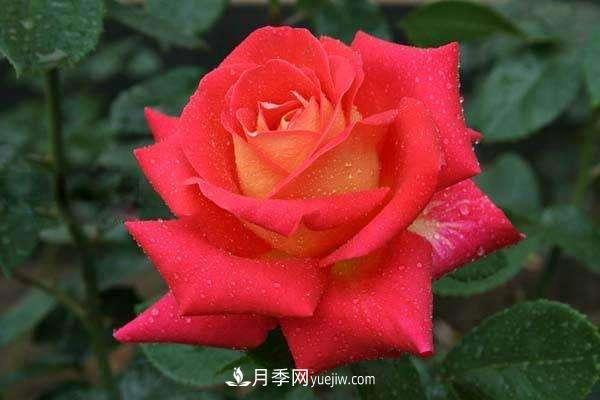 大花月季品種介紹？大花月季品種推薦(圖3)