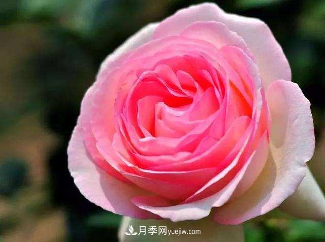 大花月季品種介紹？大花月季品種推薦(圖1)
