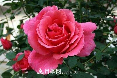 大花月季品種介紹？大花月季品種推薦(圖4)