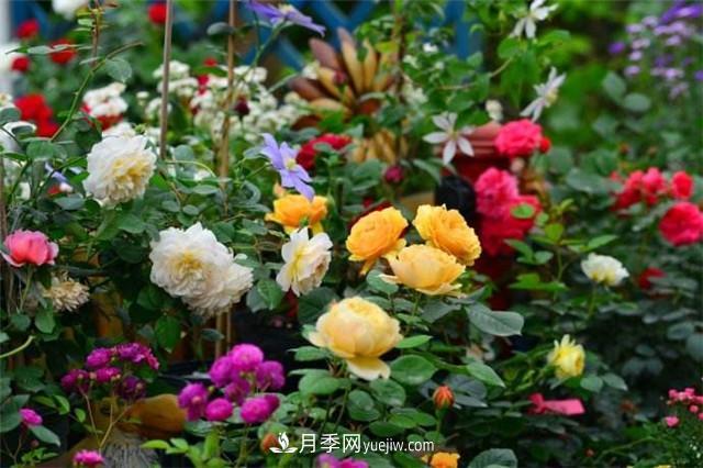 大棚種植切花月季的栽培方法要點(圖2)