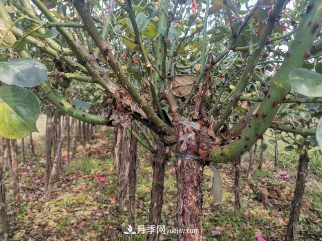 月季花葉子發(fā)黃？可能的8個(gè)原因和解決辦法(圖1)