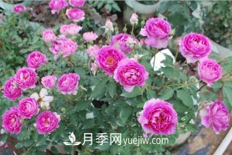 ***香的月季品種是什么？盤點4種濃香月季(圖3)