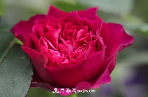 ***香的月季品種是什么？盤點4種濃香月季(圖1)
