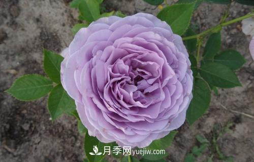 ***香的月季品種是什么？盤點4種濃香月季(圖2)