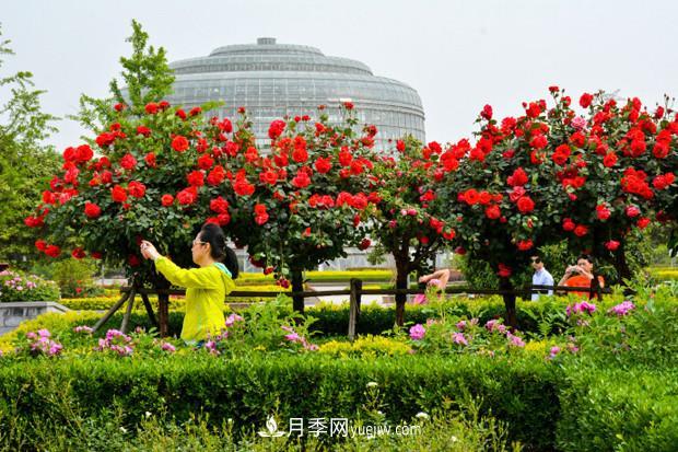 月季花的養(yǎng)殖方法？簡(jiǎn)簡(jiǎn)單單7個(gè)步驟輕松拿下(圖1)