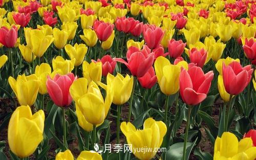 花語(yǔ)代表傷心絕望的花(圖1)