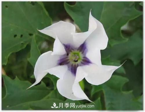 花語(yǔ)代表傷心絕望的花(圖2)
