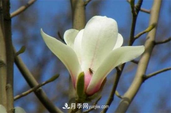 白玉蘭和白蘭花的區(qū)別，白玉蘭花語和含義(圖3)