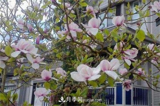 白玉蘭和白蘭花的區(qū)別，白玉蘭花語和含義(圖2)