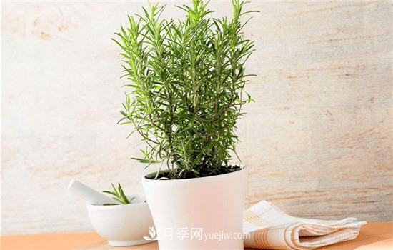 迷迭香在中國(guó)叫什么，迷迭香花語(yǔ)是什么(圖1)