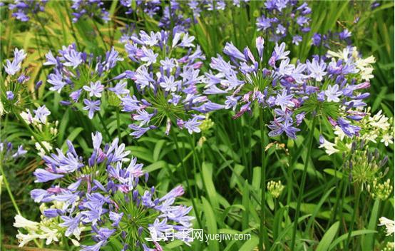 迷迭香在中國(guó)叫什么，迷迭香花語(yǔ)是什么(圖3)