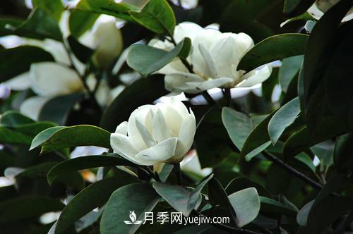 南召廣玉蘭樹種植方法，適合種植在家里嗎(圖2)