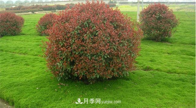 南陽哪家苗圃紅葉石楠質量好(圖1)