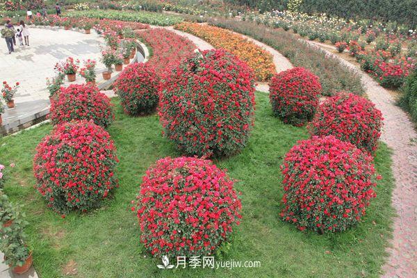 來自南陽月季的直徑80CM月季花球，美上天了(圖1)