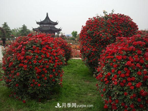 來自南陽月季的直徑80CM月季花球，美上天了(圖2)
