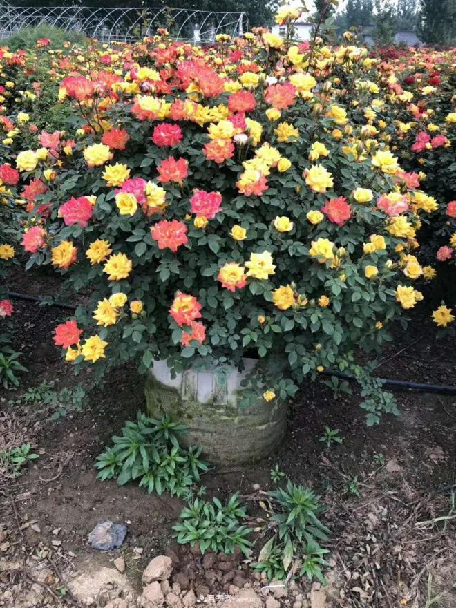 來自南陽月季的直徑80CM月季花球，美上天了(圖3)