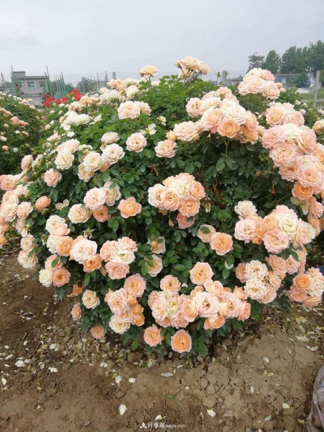 來自南陽月季的直徑80CM月季花球，美上天了(圖4)
