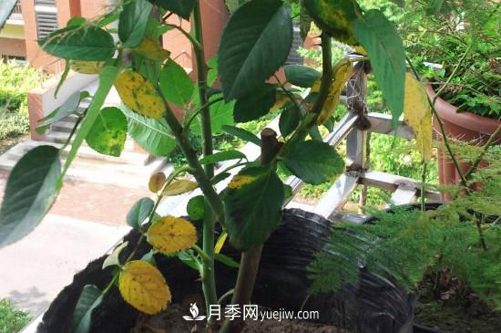月季花的葉子發(fā)黃枯萎脫落， 怎么辦？(圖1)