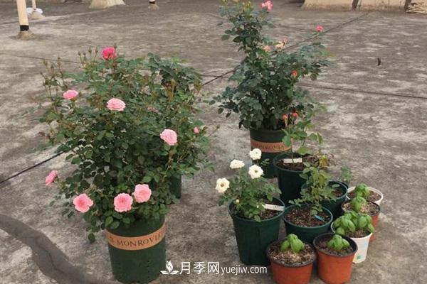 鈴之妖精為陽臺黨而生的一款微型月季花(圖2)