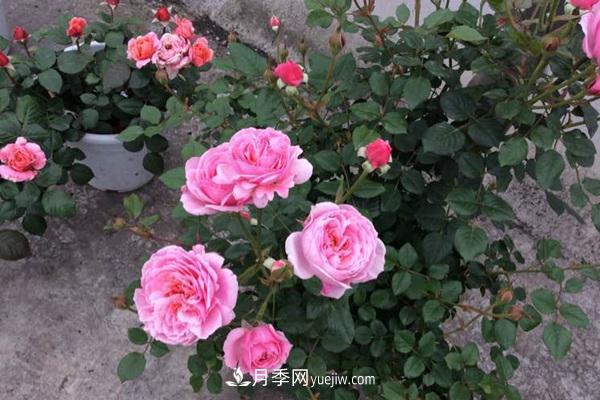 鈴之妖精為陽臺黨而生的一款微型月季花(圖3)
