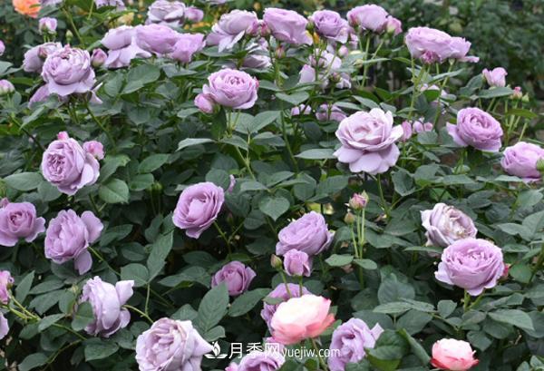 月季花的形態(tài)特征是什么？(圖1)