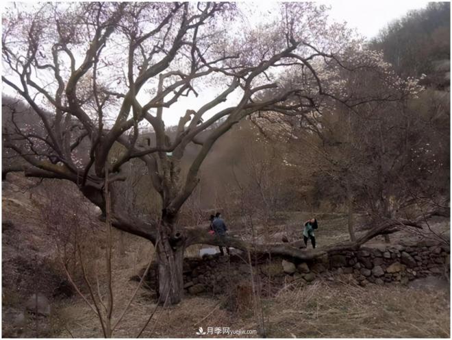 南陽(yáng)南召皇后鄉(xiāng)：辛夷苗木成為脫貧路上“搖錢樹(shù)”(圖3)