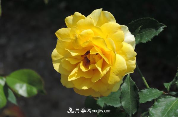 月季養(yǎng)殖營(yíng)養(yǎng)平衡是關(guān)鍵，這些你真的知道嗎？(圖1)