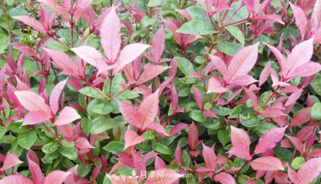 “彩葉潮流”來勢(shì)洶洶，這8種彩葉樹種前景大好(圖2)