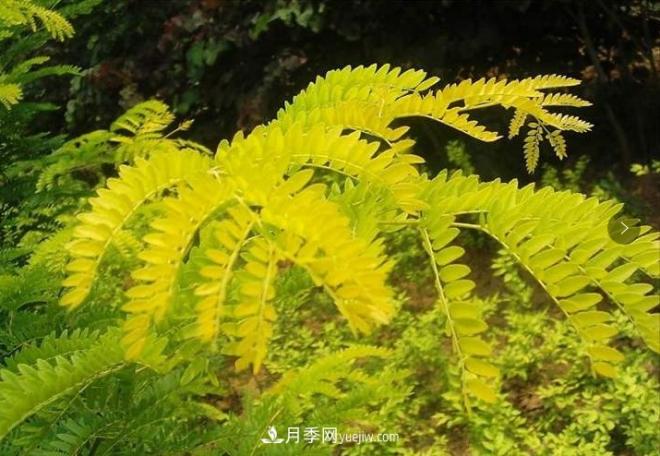 “彩葉潮流”來勢(shì)洶洶，這8種彩葉樹種前景大好(圖4)
