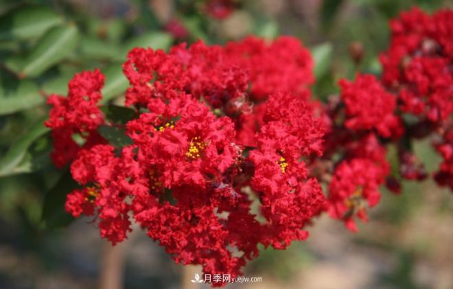 “彩葉潮流”來勢(shì)洶洶，這8種彩葉樹種前景大好(圖8)