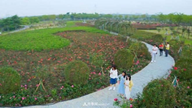 立冬已過，小雪將至~ 肇慶新區(qū)月季園景色獨好、風光別致(圖2)