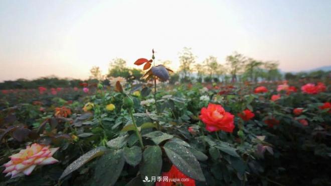 立冬已過，小雪將至~ 肇慶新區(qū)月季園景色獨好、風光別致(圖1)