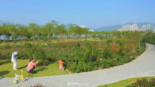 立冬已過，小雪將至~ 肇慶新區(qū)月季園景色獨好、風光別致(圖5)