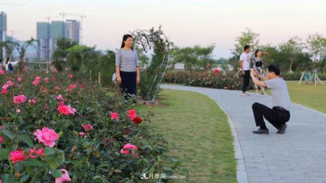 立冬已過，小雪將至~ 肇慶新區(qū)月季園景色獨好、風光別致(圖4)