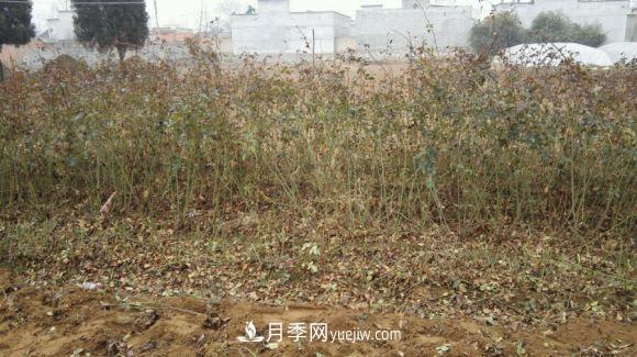 月季裸根苗發(fā)貨了，光譜/紅雙喜/安吉拉(圖2)