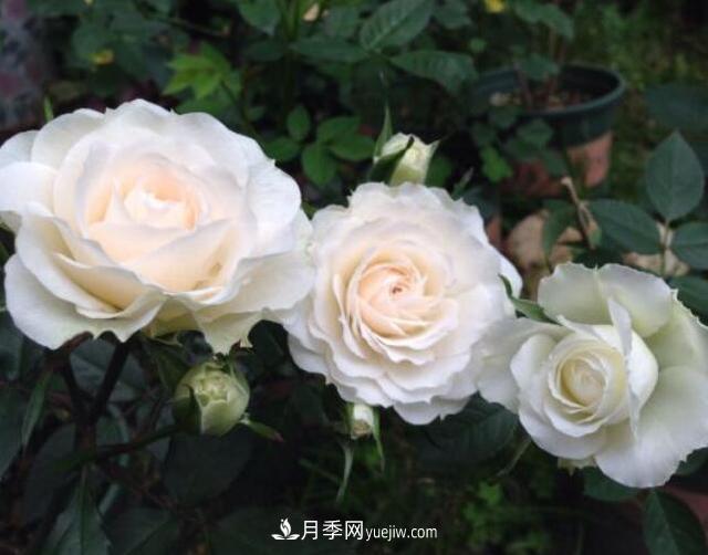 夏季養(yǎng)花，月季不可少！看看令人驚艷的9大月季品種(圖2)