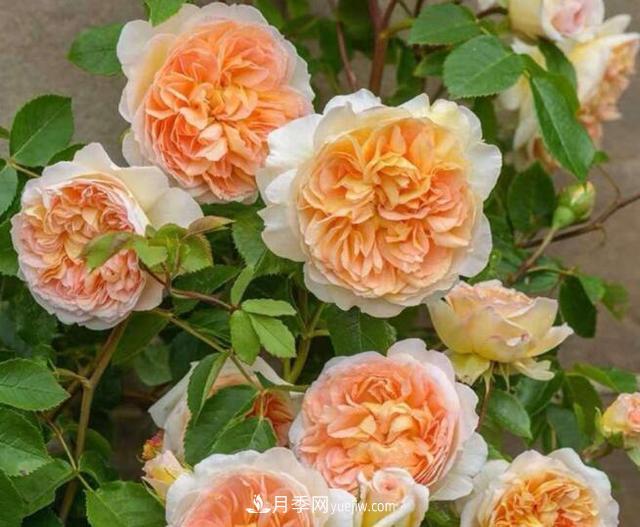 夏季養(yǎng)花，月季不可少！看看令人驚艷的9大月季品種(圖1)