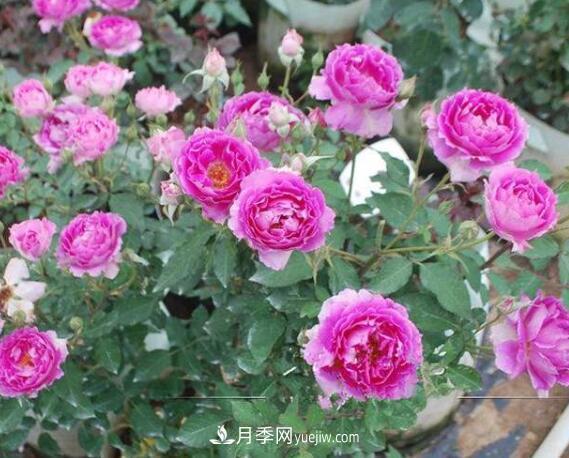 夏季養(yǎng)花，月季不可少！看看令人驚艷的9大月季品種(圖8)