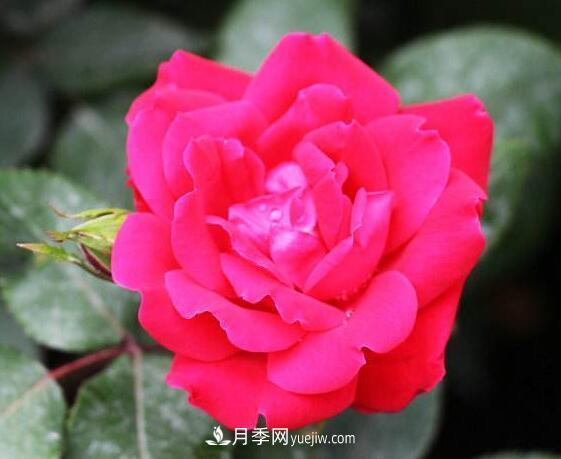 夏季養(yǎng)花，月季不可少！看看令人驚艷的9大月季品種(圖9)