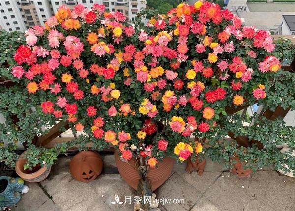 藤彩虹月季品種優(yōu)缺點(diǎn)是什么？(圖1)
