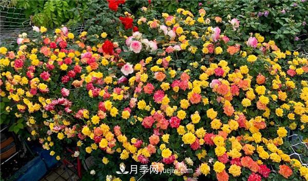 藤彩虹月季品種優(yōu)缺點(diǎn)是什么？(圖2)