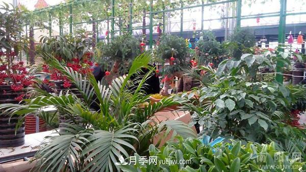 南陽花卉批發(fā)市場(chǎng)在哪里？(圖1)