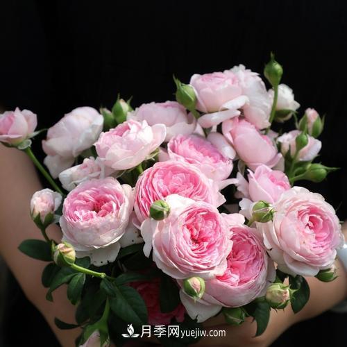 7種漂亮月季，植株矮小，花色艷麗，花期超長，是陽臺(tái)盆栽佳品！(圖2)