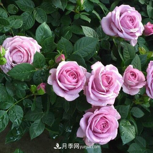 7種漂亮月季，植株矮小，花色艷麗，花期超長，是陽臺(tái)盆栽佳品！(圖1)
